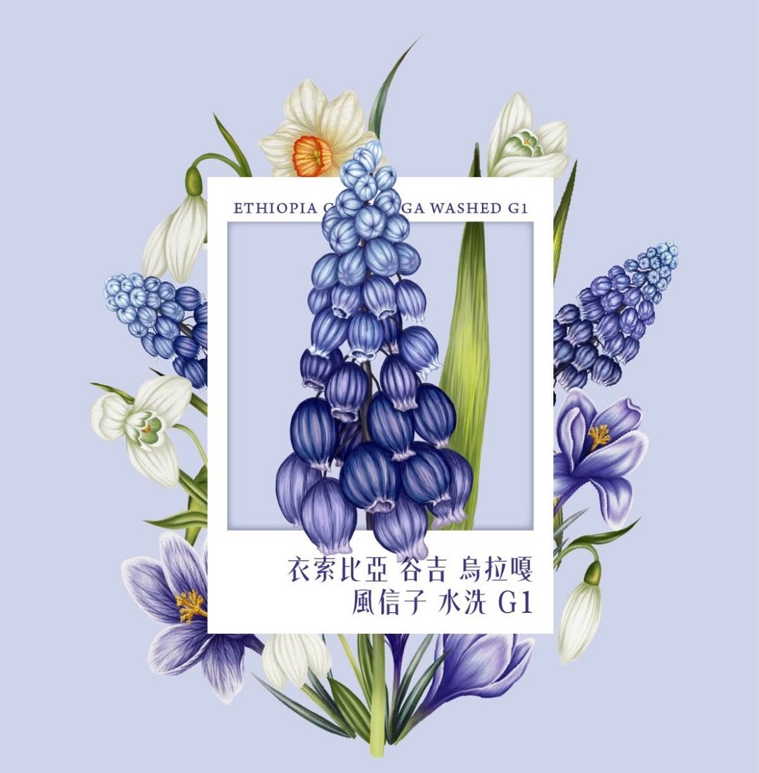 浅焙 单品咖啡豆 风信子 埃塞俄比亚 古吉 水洗 半磅 220g - 咖啡 - 其他材质 