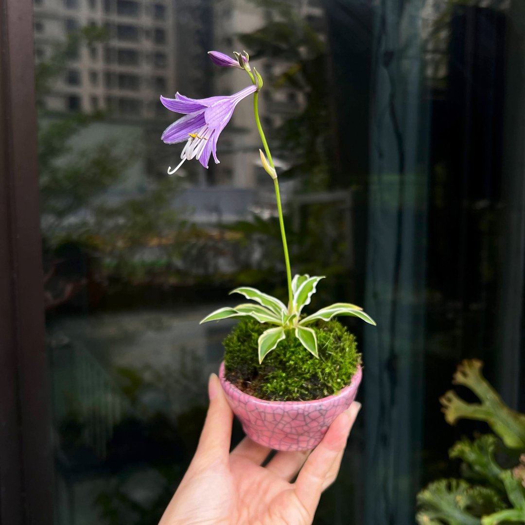 日本越前文山盆钵∣姬玉簪山野草 ミニ盆栽 - 植栽/盆栽 - 陶 