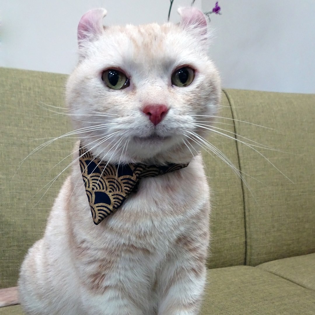 猫领巾 可拆卸式猫领巾 富士山款 红花款 金扇子款 - 项圈/牵绳 - 棉 多色