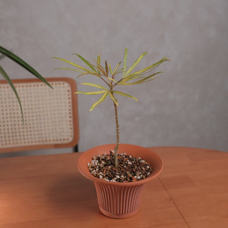 黄金五爪木 - 植栽/盆栽 - 植物．花 