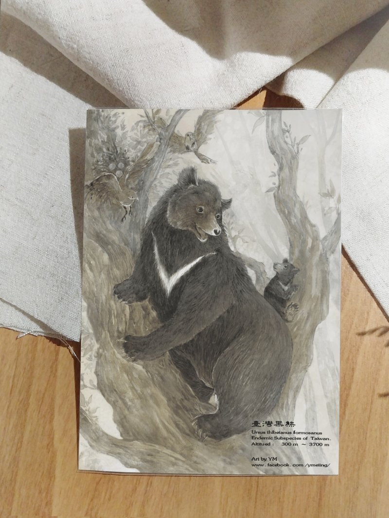 台湾黑熊-台湾特有动物系列-特有亚种 台湾 明信片 - 卡片/明信片 - 纸 