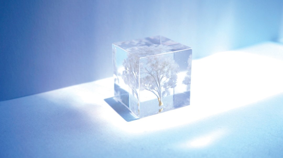 白色陌上雪－立体方形干花摆设 - 其他 - 植物．花 白色