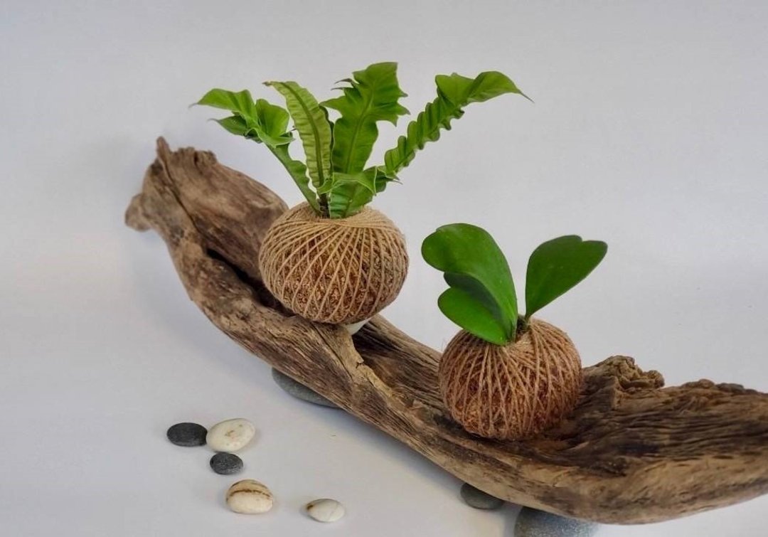 水苔球植物   观叶水苔球 - 植栽/盆栽 - 其他材质 