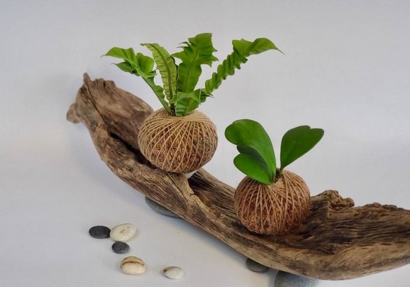 水苔球植物   观叶水苔球 - 植栽/盆栽 - 其他材质 