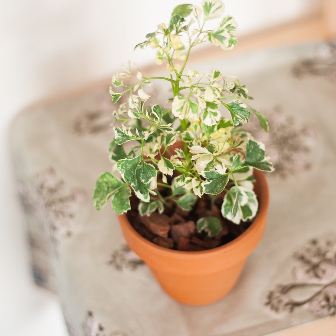 【办公招财小盆栽】雪花福禄桐 | 新手植栽 | 办公室盆栽 - 植栽/盆栽 - 植物．花 绿色