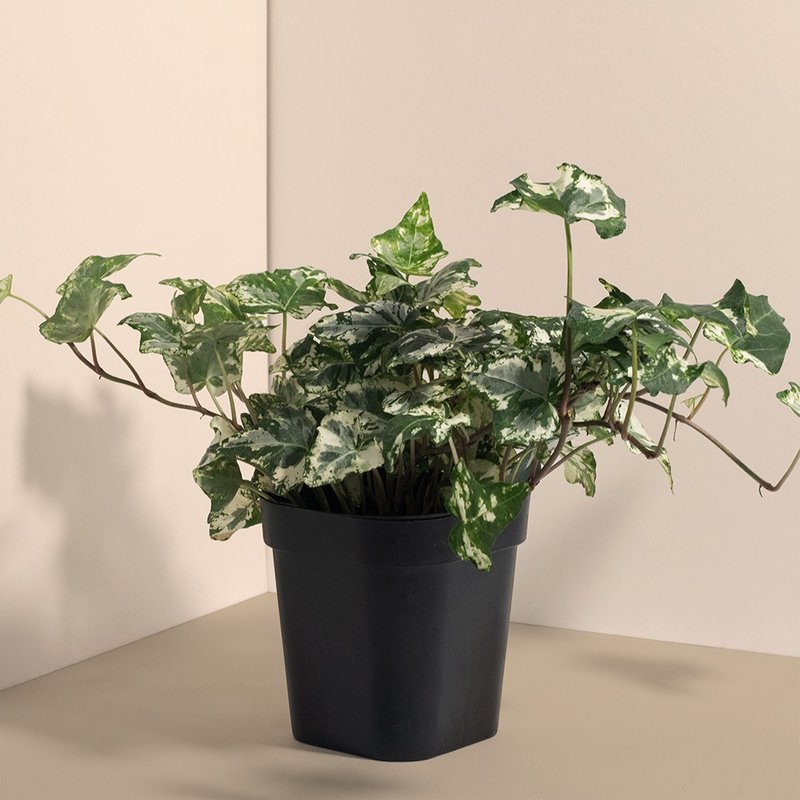 Calico Ivy 墨花常春藤_室内植栽 - 植栽/盆栽 - 植物．花 