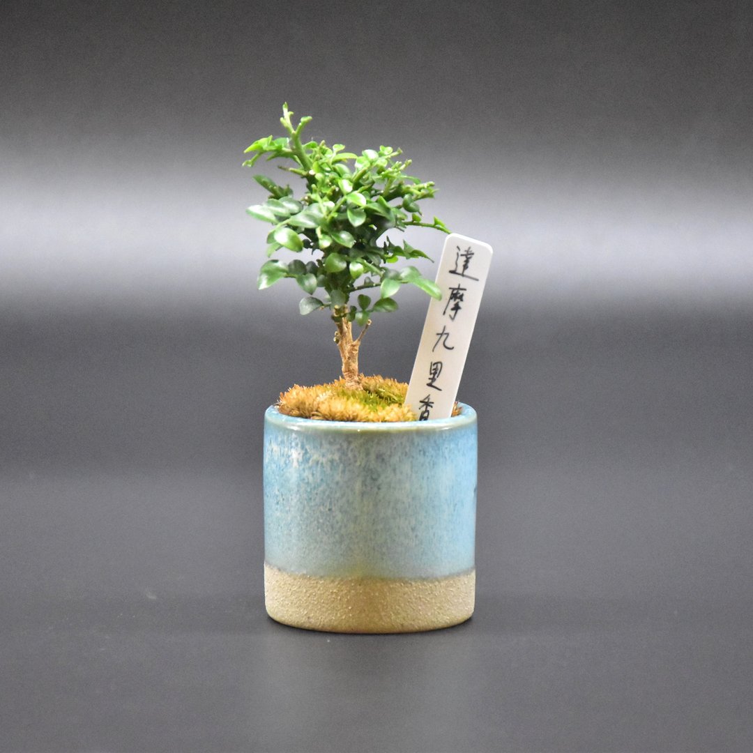 达摩九里香 Orange Jasmine - 植栽/盆栽 - 植物．花 