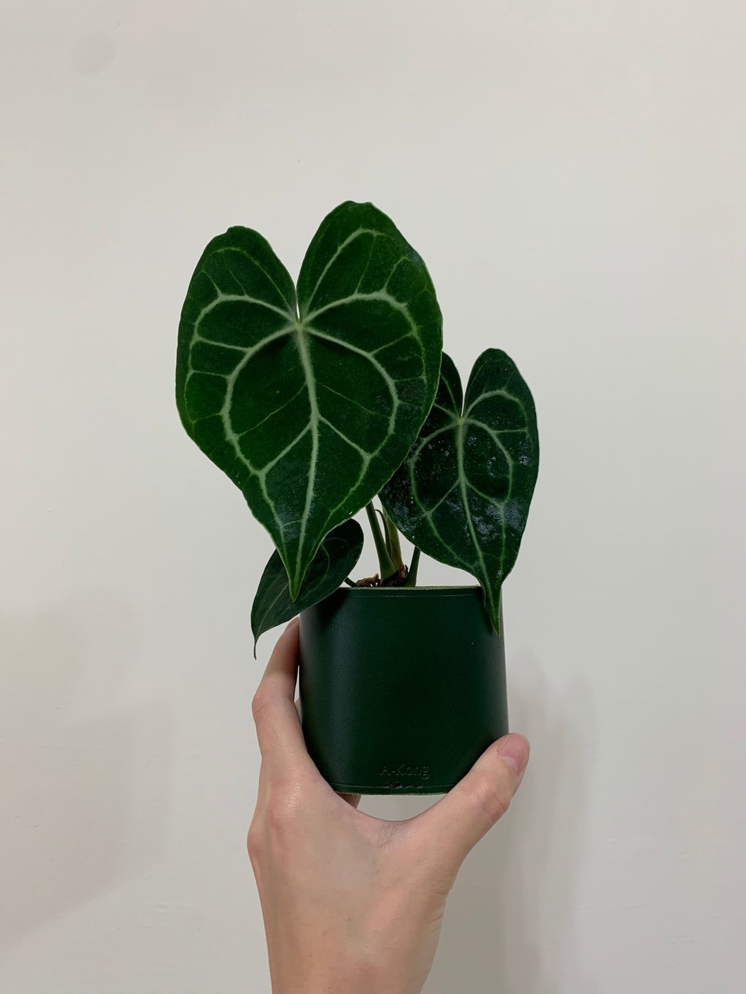 Tree &amp; Fruits 盆栽皮套 定制化 订制 印字 观叶植物 多肉植物 - 植栽/盆栽 - 真皮 绿色
