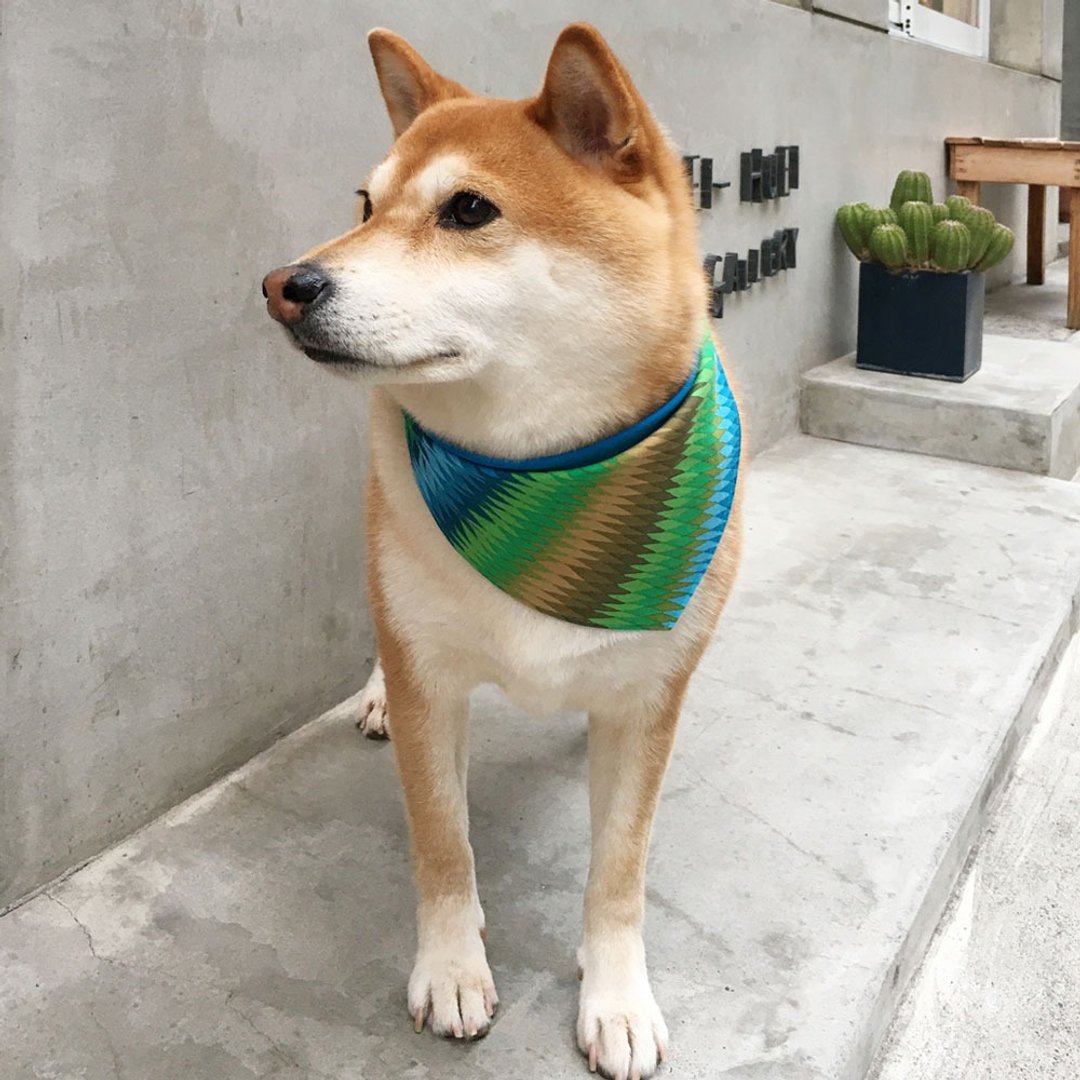狗狗专属名领巾-定制化(中型犬)- 绿草 - 项圈/牵绳 - 棉 绿色