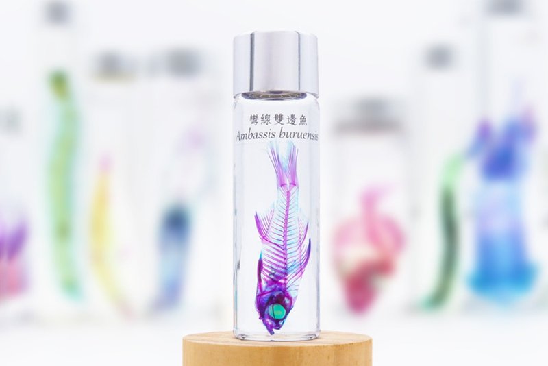 透明生物标本 - 弯线双边鱼 Ambassis buruensis【网络限定】 - 摆饰 - 玻璃 