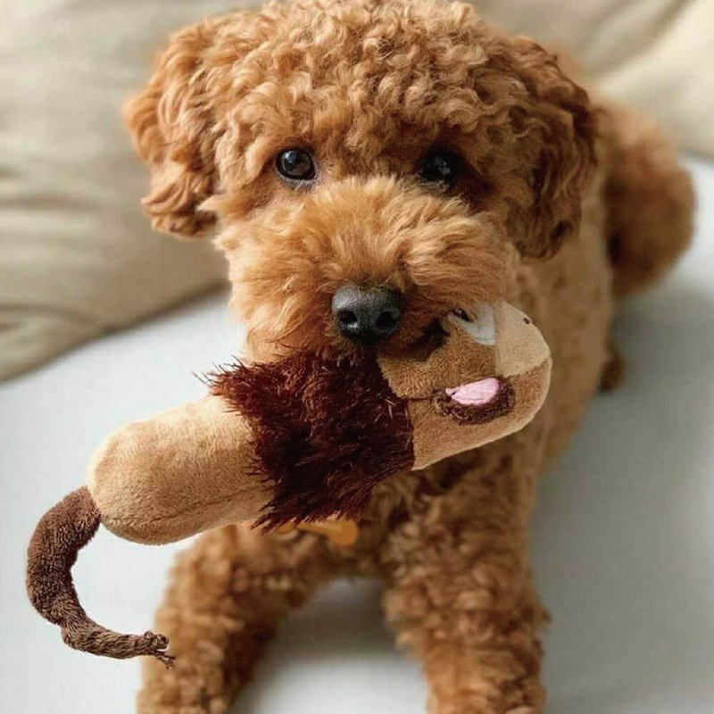 迷你哔波猴子 双头啾啾叫 宠物玩具 - 玩具 - 其他材质 