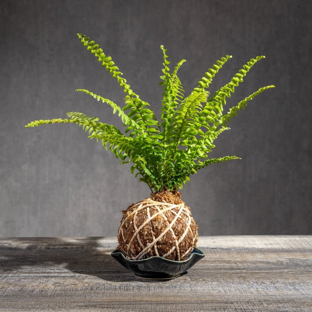 波士顿蕨苔球 苔球植物 苔玉 适合室内植物 办公室植物 - 植栽/盆栽 - 植物．花 