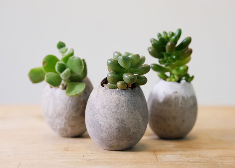 立蛋-植栽 瑜珈 冥想 水泥调色简易教学 鸡蛋盆 多肉 端午 水泥盆 - 植栽 - 水泥 