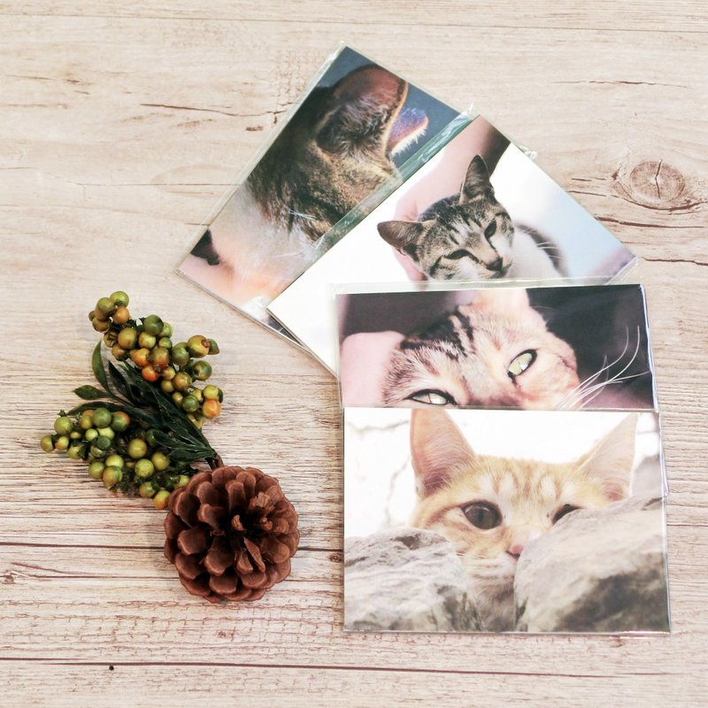 有猫地 猫咪明信片/10款入(双面印) | 街猫/米克斯/浪浪/postcard - 卡片/明信片 - 纸 多色