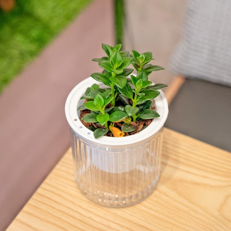 金鱼花 免浇水盆栽 室内植物 观叶植物  礼物 办公室小物 - 植栽/盆栽 - 植物．花 