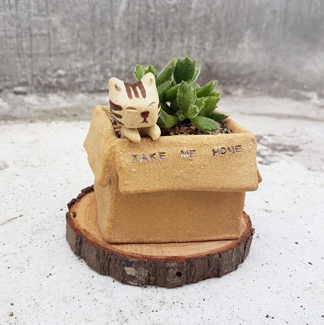 纸箱猫【方盒-虎斑猫】+多肉猫爪/多肉组盆 - 植栽/盆栽 - 陶 卡其色