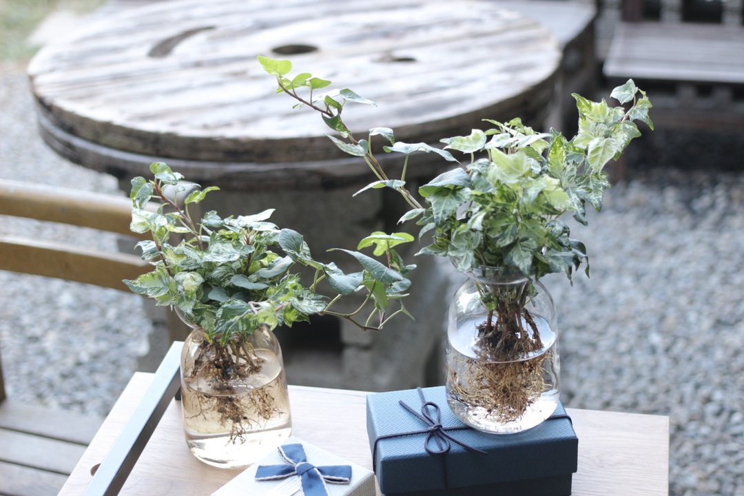 水培植栽│斑叶常春藤_室内植物 办公室盆栽 店内布置 送礼 - 植栽/盆栽 - 玻璃 