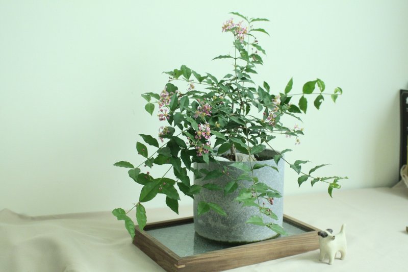 李氏樱桃 l 花苞花卉 中型盆栽 爱情 礼物 - 植栽/盆栽 - 植物．花 