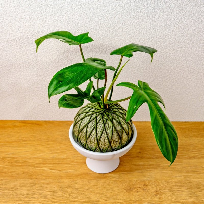 苔球植物 龙爪蔓绿绒墨绿苔球加磨砂高脚钵 苔球 苔玉 礼物 送礼 - 植栽/盆栽 - 植物．花 绿色