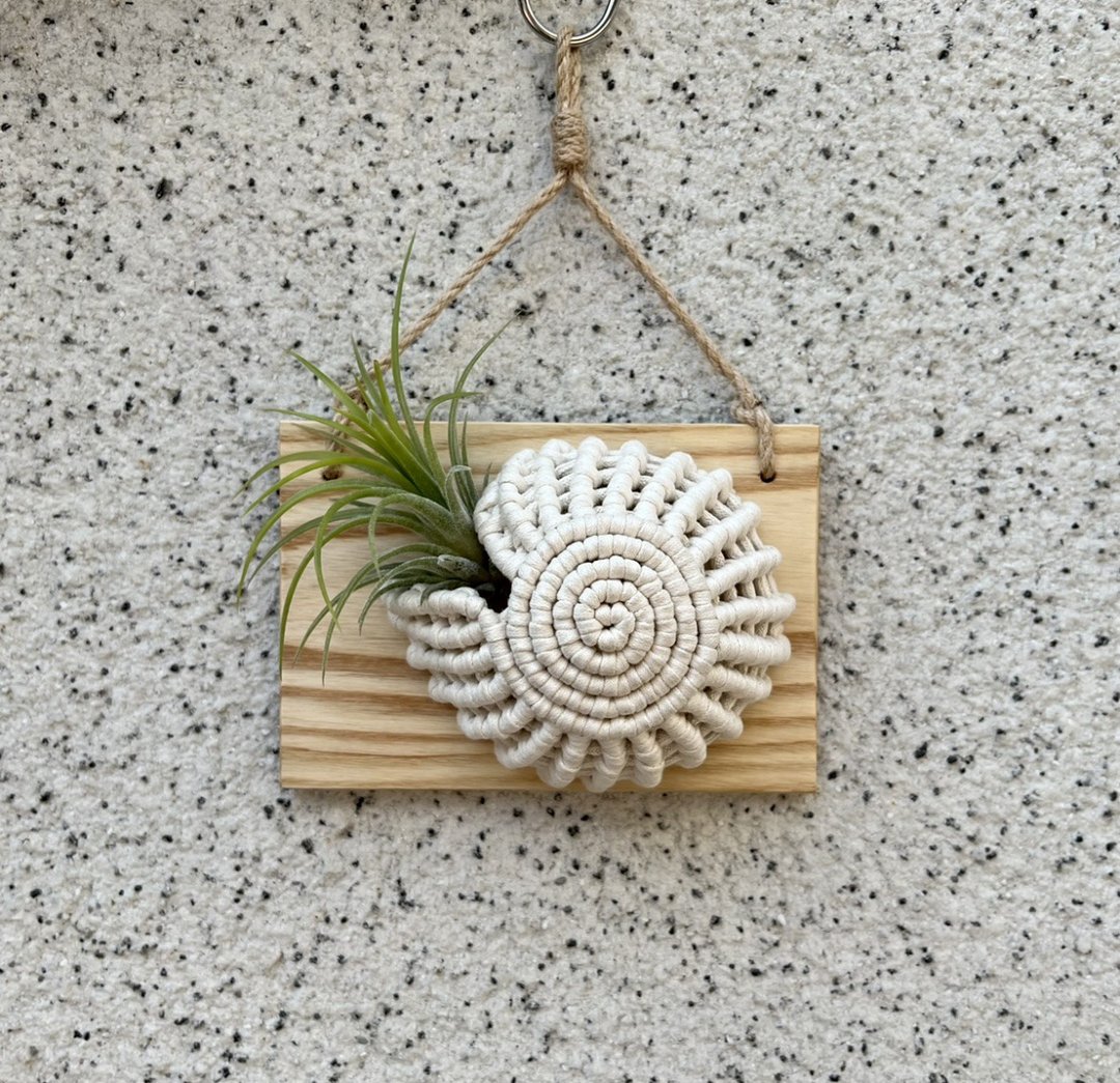 鹦鹉螺挂饰/贝壳挂饰/花器/空气凤梨/悬吊 - 植栽/盆栽 - 棉 白色