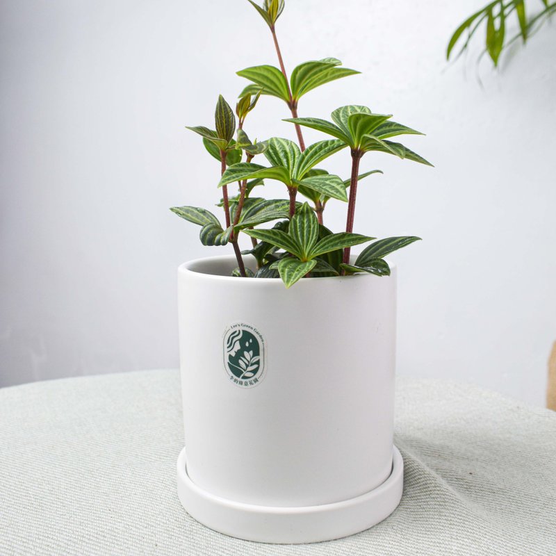 李的绿意花园  极简北欧风花盆 花盆 瓷盆 ins风 带底花盆 - 花瓶/陶器 - 瓷 白色