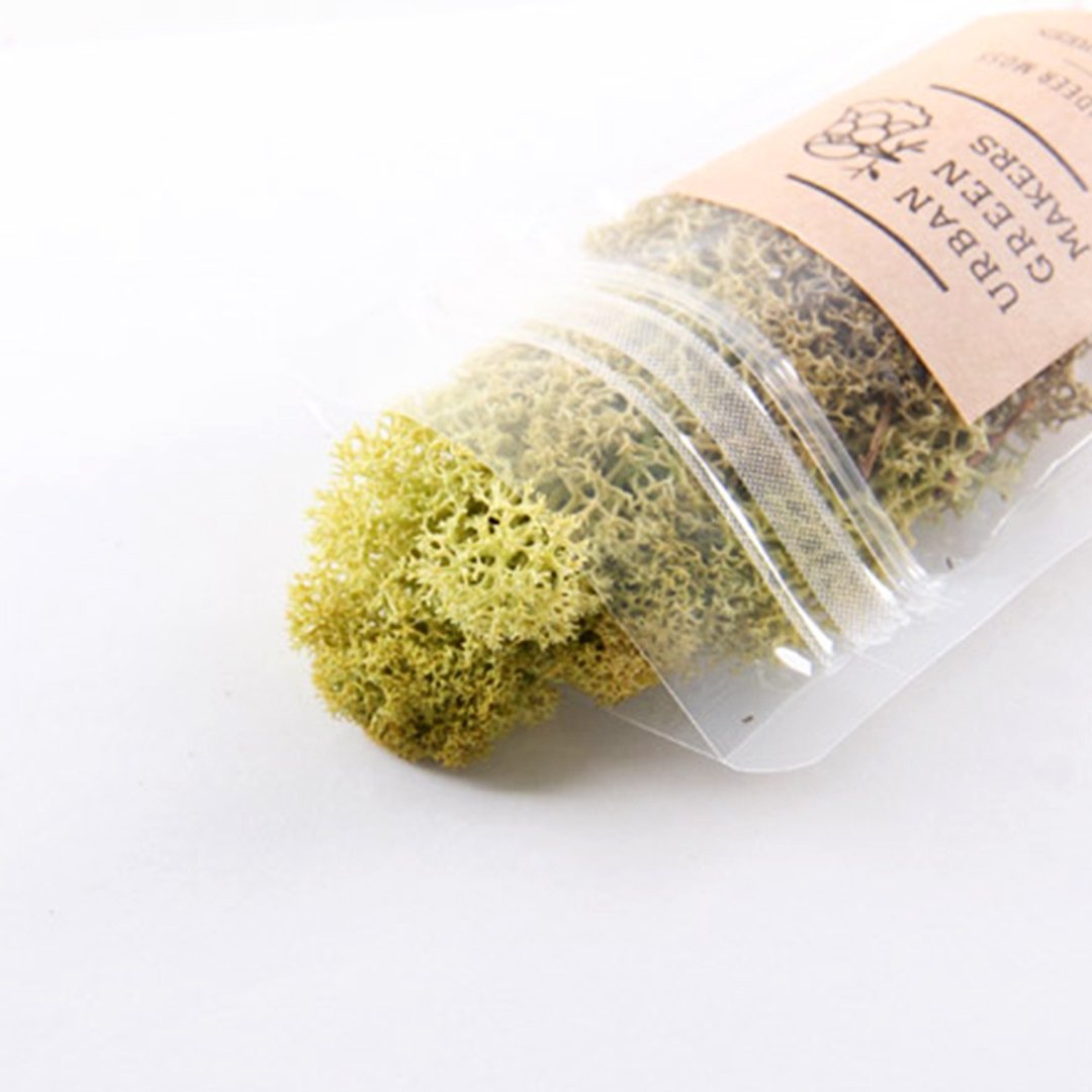驯鹿最喜欢的植物 - Moss 驯鹿苔 / 草绿色 - 植栽 - 植物．花 绿色