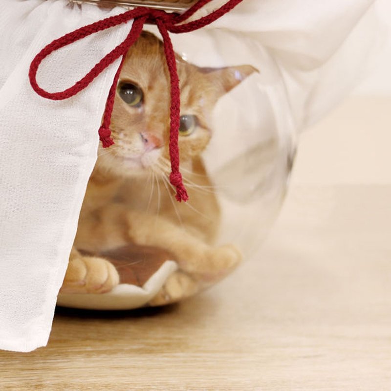 【日本CattyMan】金鱼钵透明猫睡窝 - 床垫/笼子 - 塑料 透明