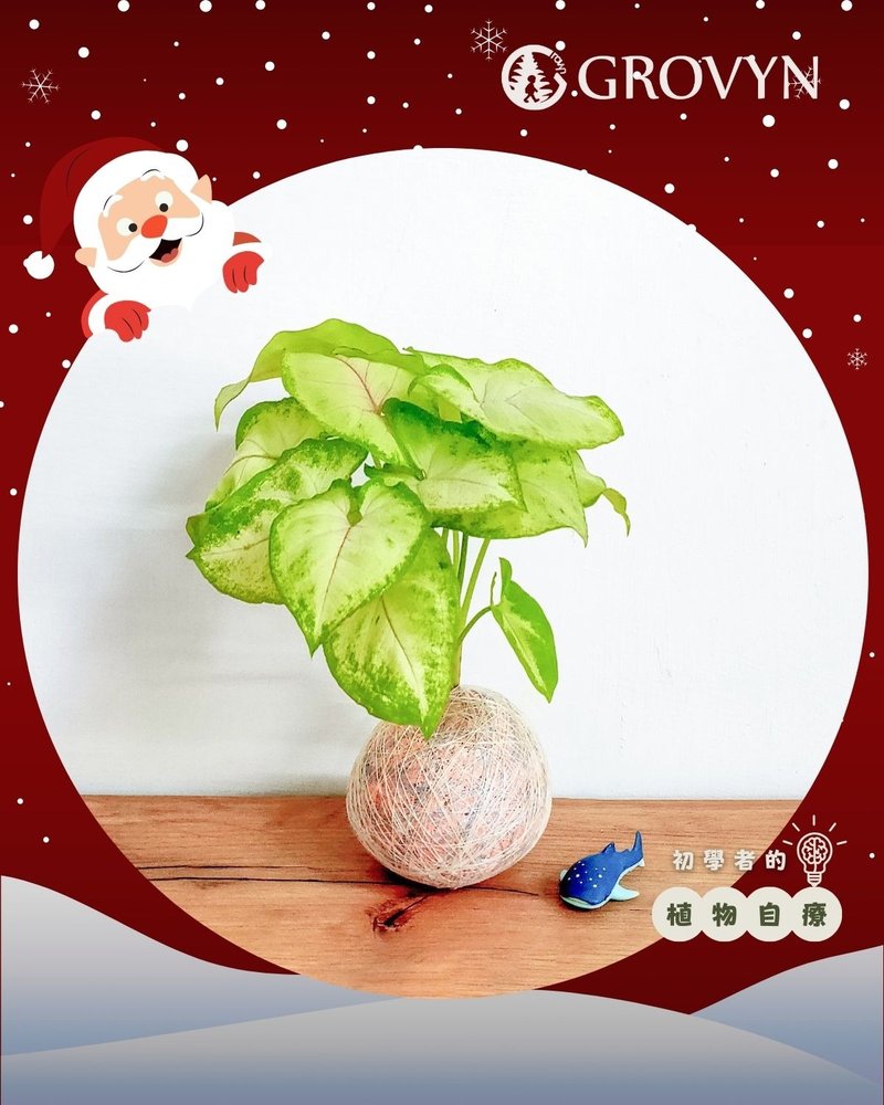 【彩织球】亲手编织一颗【会变色的】心之苔球・植物疗愈手作 - 植栽 - 植物．花 