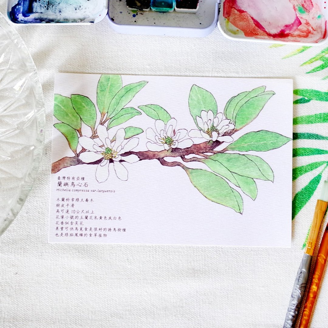 原创水彩画明信片 台湾特有亚种 兰屿乌心石 - 卡片/明信片 - 纸 白色