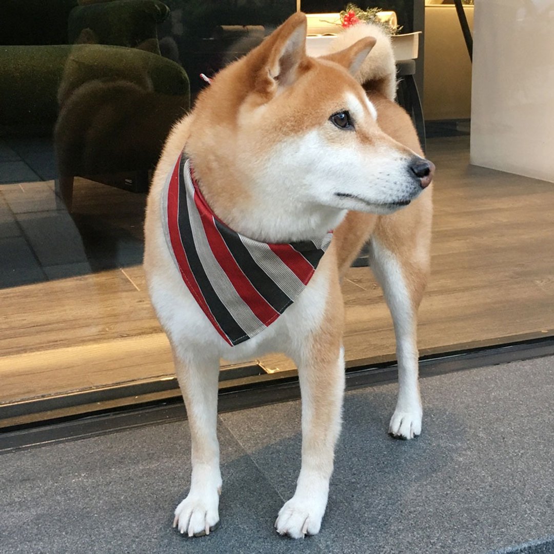 狗狗专属名领巾-定制化(中型犬)-红灰纹 - 项圈/牵绳 - 棉 红色