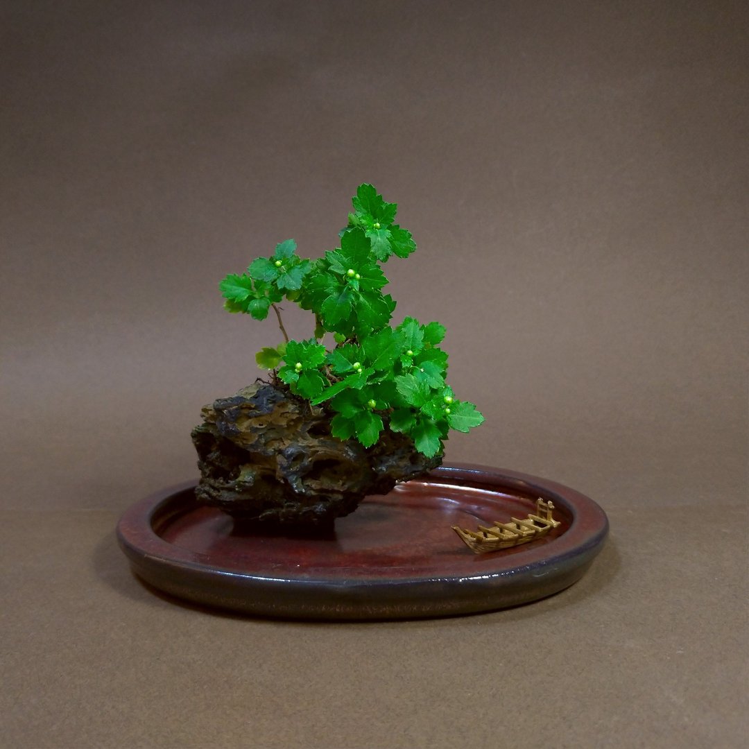 日本悬崖菊 附石山野草 - 植栽/盆栽 - 陶 