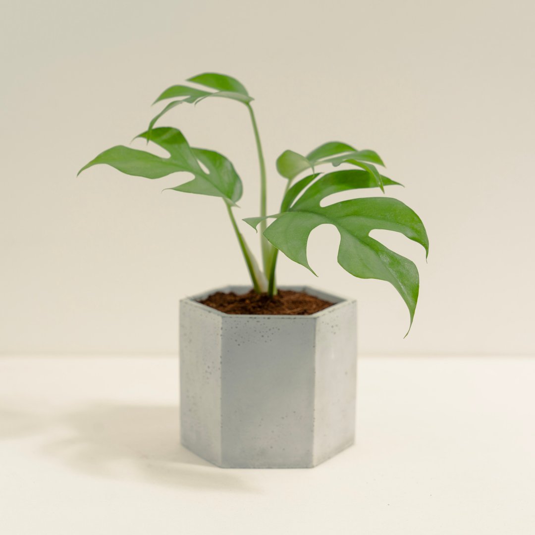 姬龟背芋│泥作系列│福所栽 - 植栽/盆栽 - 水泥 绿色