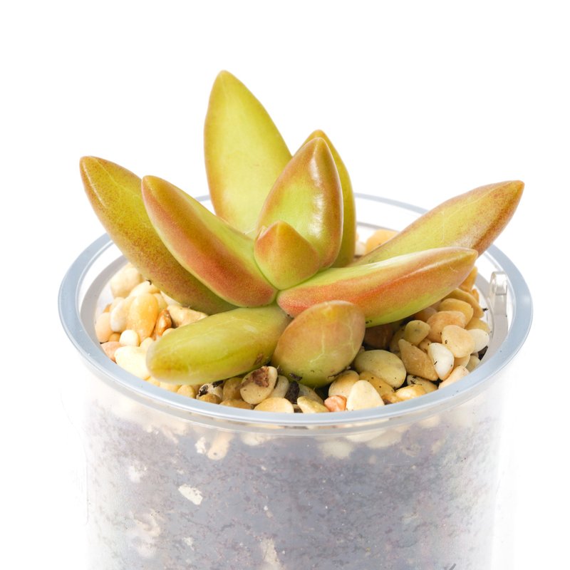 【铭月】多肉 植物 智慧型盆栽罐 | 莳光 - 植栽/盆栽 - 植物．花 