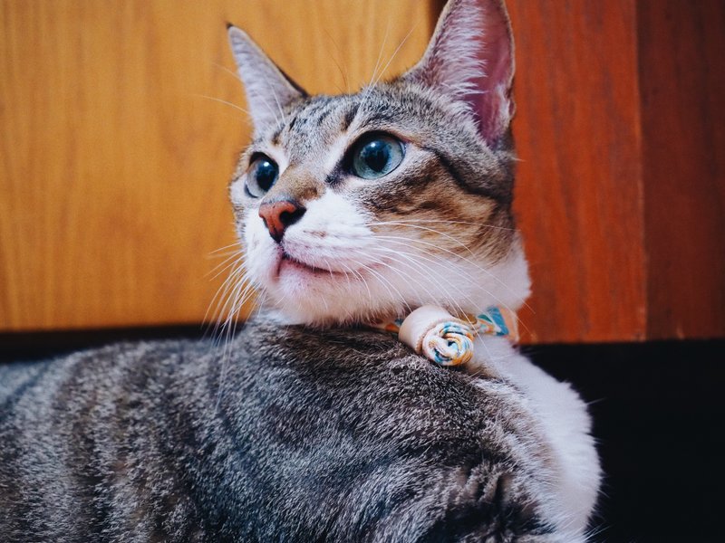猫 项圈 湳洋小画家 花砖 诸红 青蓝 可加购吊牌 附铃铛 - 项圈/牵绳 - 棉．麻 