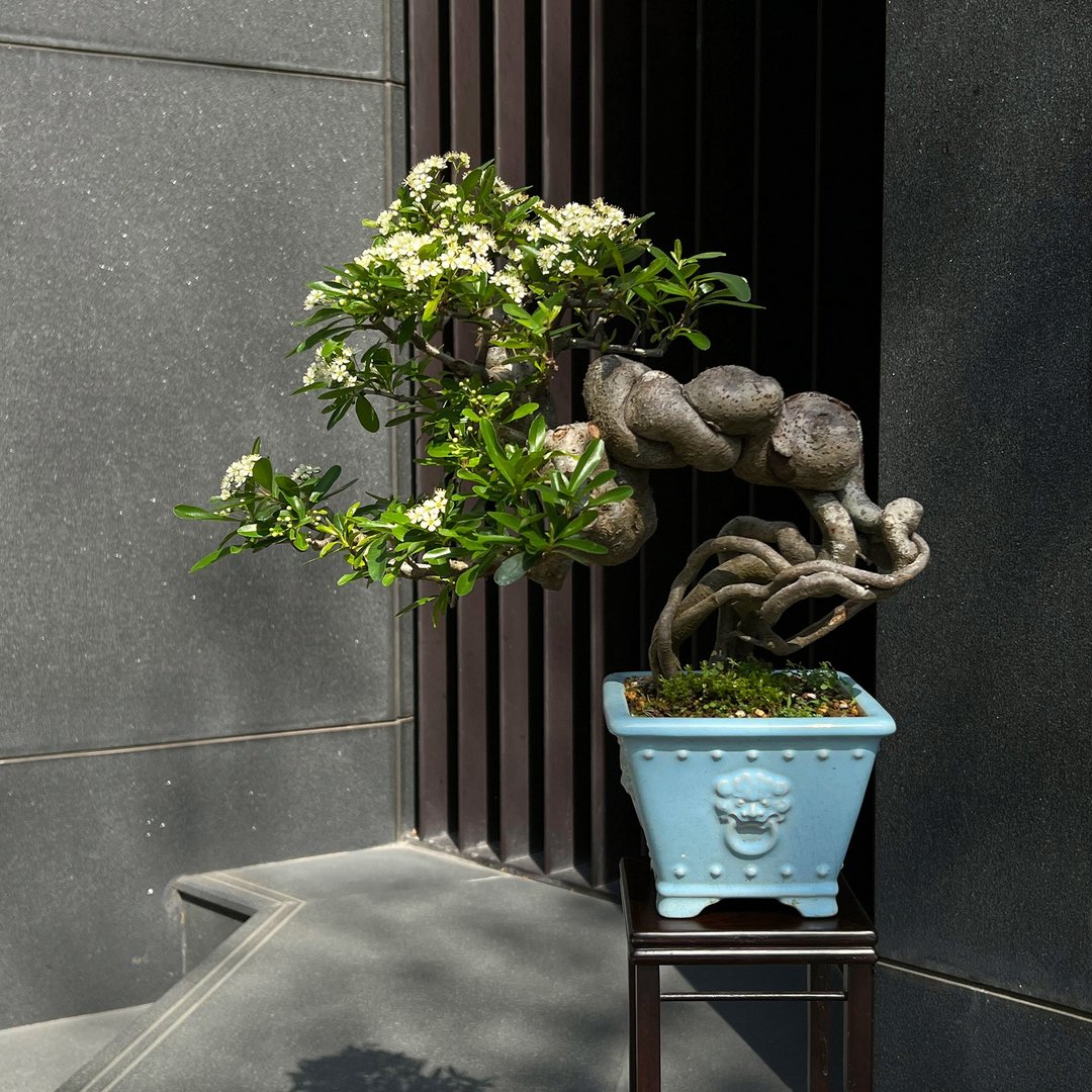 红果状元红∣中品露根盆景 迎宾展览级 - 植栽/盆栽 - 瓷 