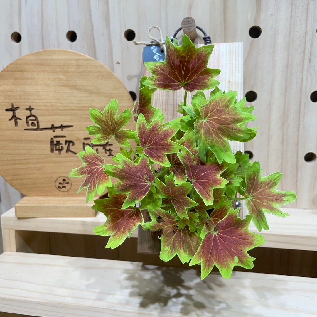 植蕨所在 叶天竺葵 水苔上板植物  上板植物 开店送礼  观叶 - 植栽/盆栽 - 植物．花 