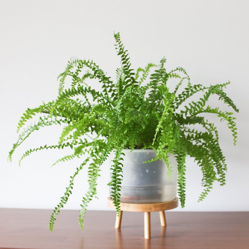 耕作之盆 Self-Watering 懒人花器 单盆(12cm-2入组) - 花瓶/陶器 - 塑料 透明