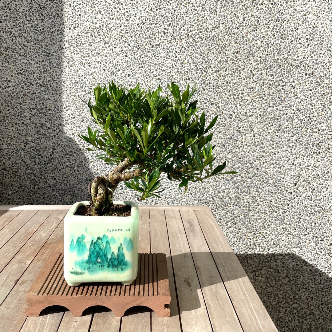 小品盆栽-日本栀子花 喜代誉 盆景 - 植栽/盆栽 - 植物．花 
