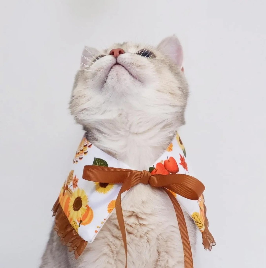 感恩节围兜 - 可调式围巾。对于狗或猫动物均码 - 衣/帽 - 棉．麻 白色