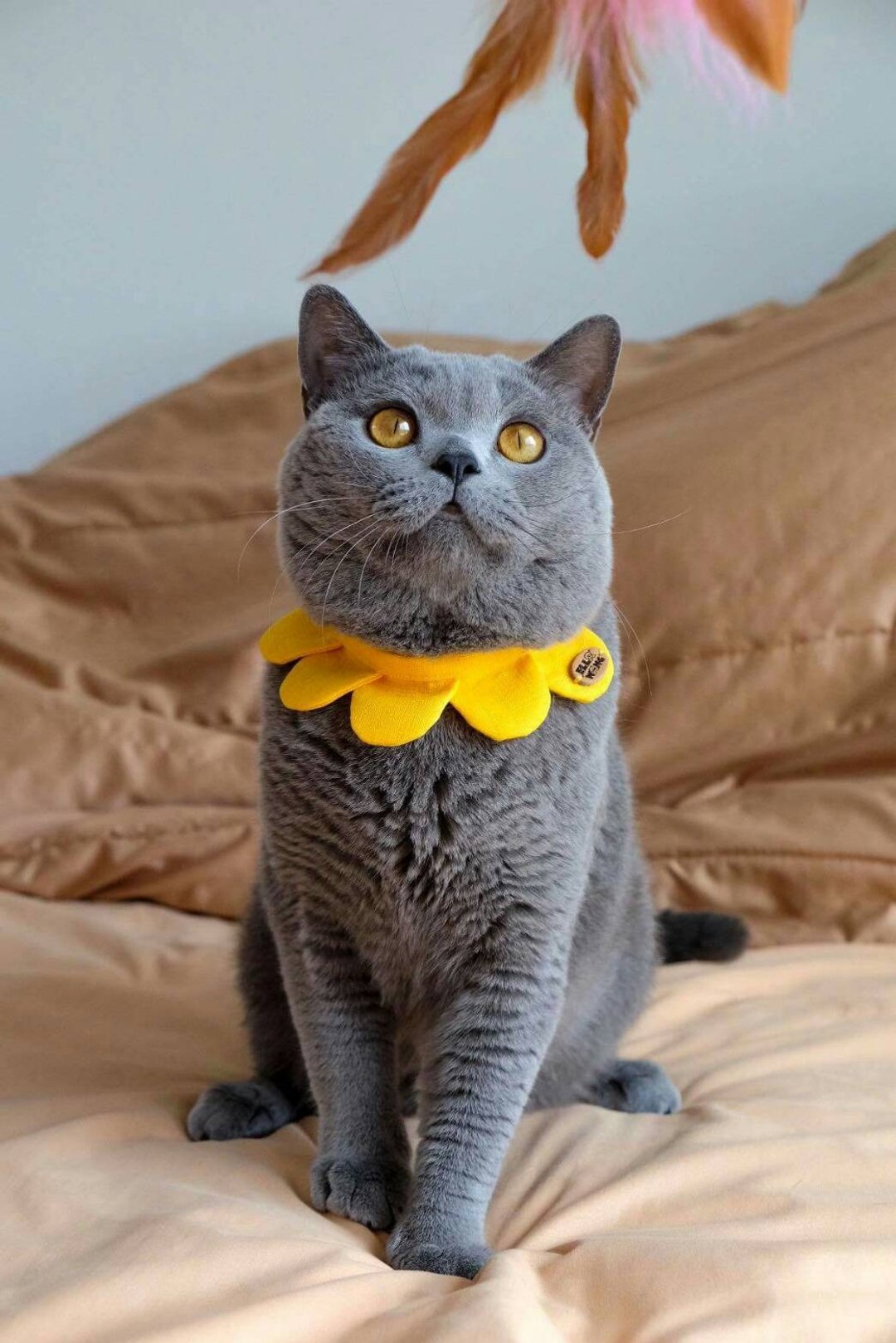 Ella Wang Design Flower petals collar  宠物 花瓣 颈圈 猫 狗 - 项圈/牵绳 - 棉 多色