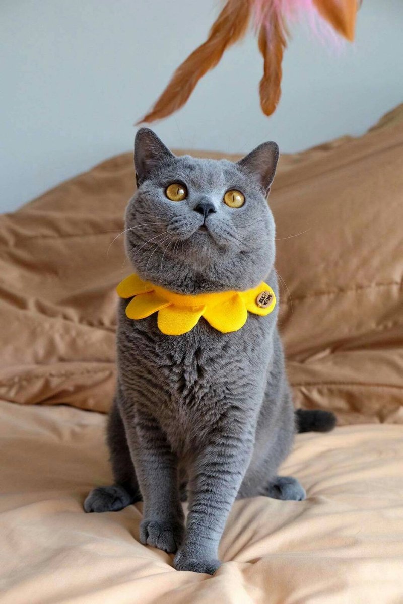 Ella Wang Design Flower petals collar  宠物 花瓣 颈圈 猫 狗 - 项圈/牵绳 - 棉．麻 多色