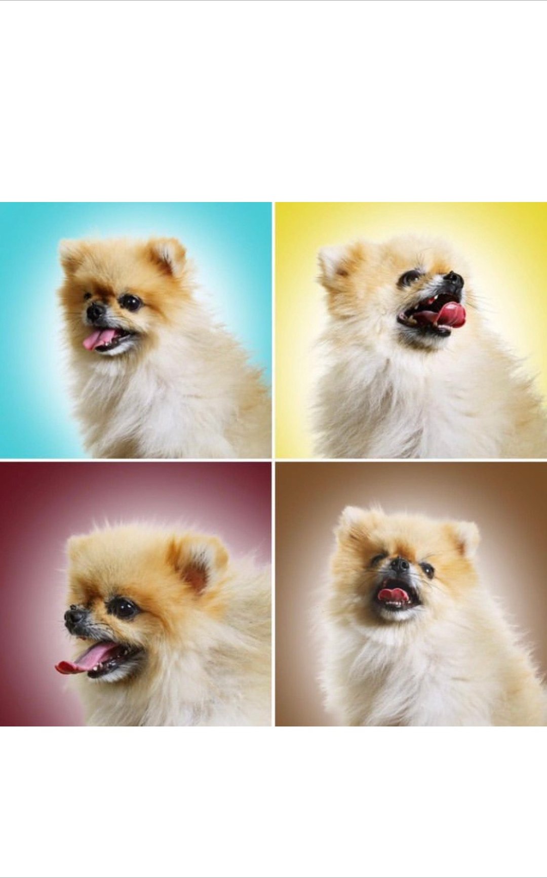 mengtienc: 3 dogs 8寸 platex2 - 盘子/餐盘/盘架 - 瓷 