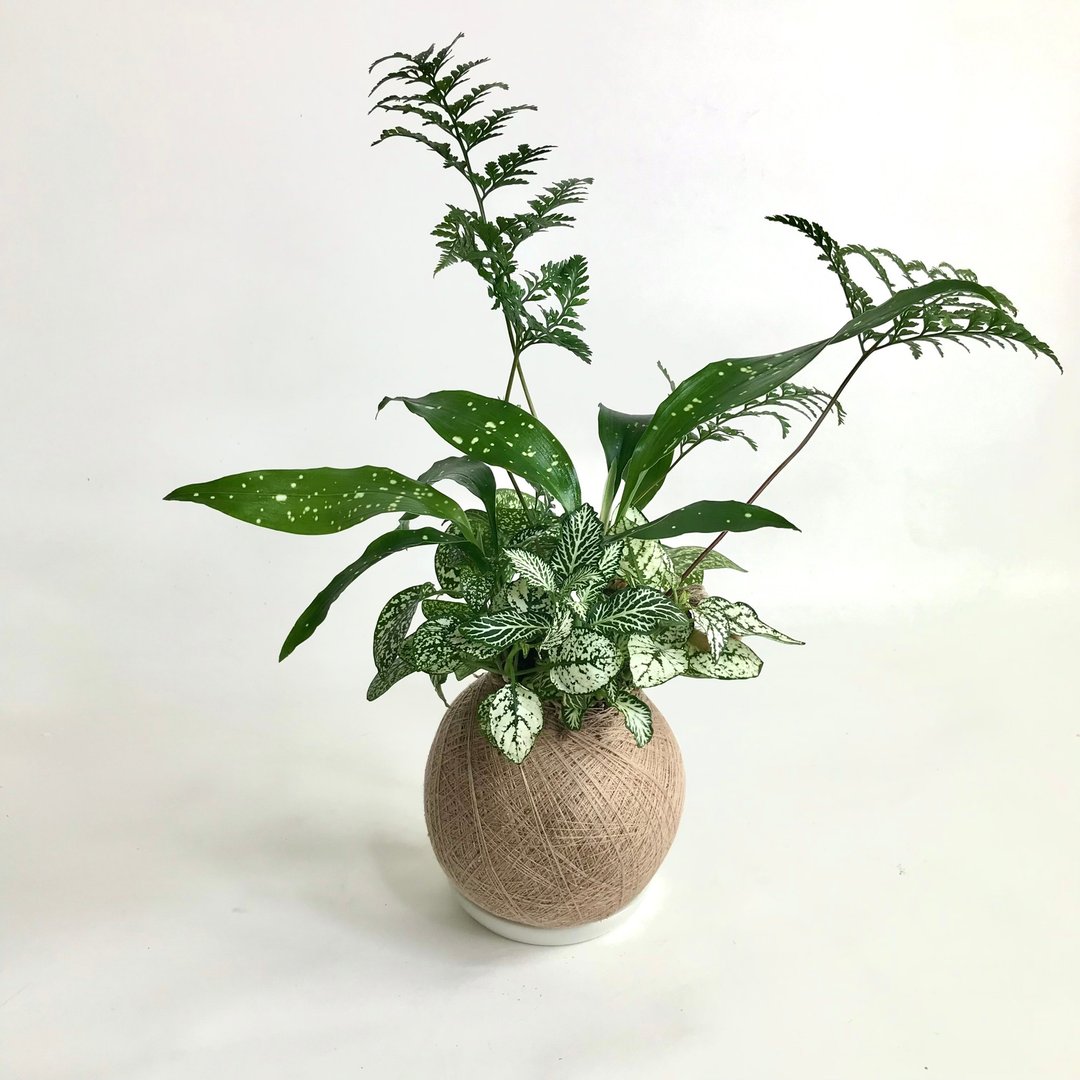 嫣白蔓 四品组合植栽苔球 - 植栽/盆栽 - 植物．花 