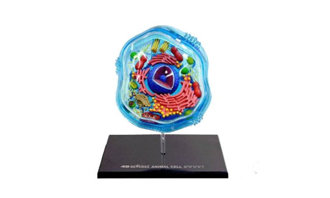 4D立体模型-动物细胞 - 玩偶/公仔 - 塑料 