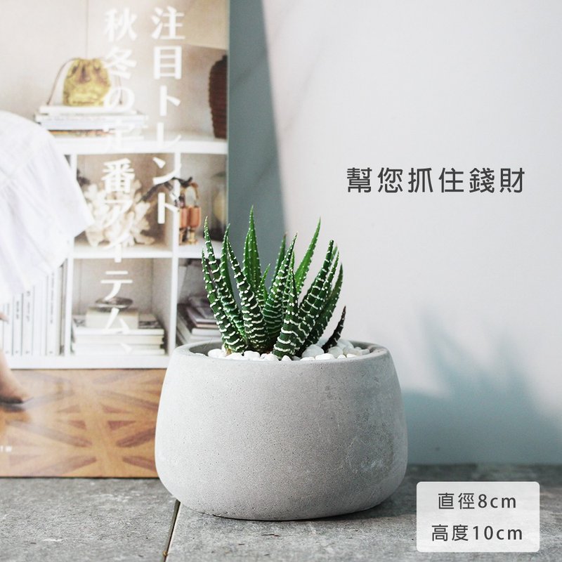 十二之卷 | 招财植物 | 稍耐阴的多肉植物 | 斑马十二卷 | 室内植 - 植栽/盆栽 - 植物．花 绿色