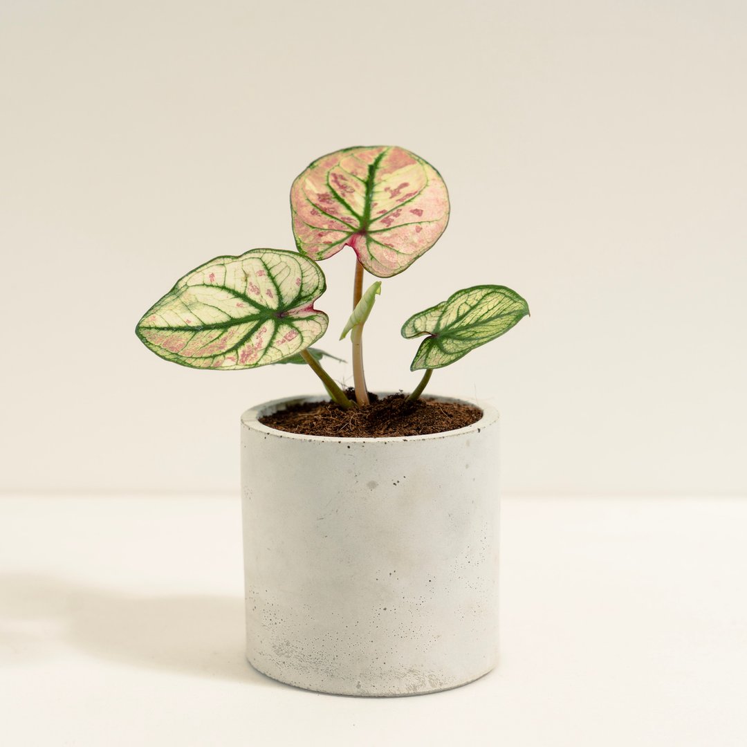 草莓之星彩叶芋│泥作系列│福所栽 - 植栽/盆栽 - 水泥 多色