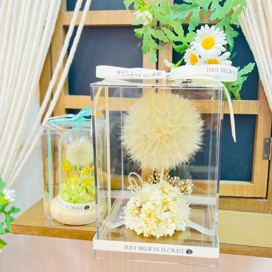 巨型蒲公英 永生花摆设 蒲生英直径达10厘米 定制化木牌 - 干燥花/捧花 - 植物．花 白色