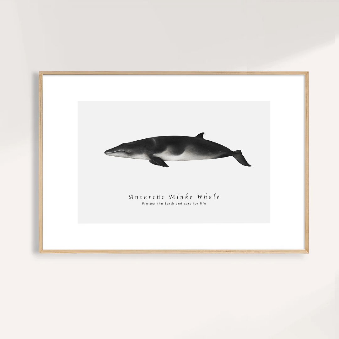 南极小须鲸 Antarctic Minke Whale/海洋动物插画/艺术无框输出 - 海报/装饰画/版画 - 纸 