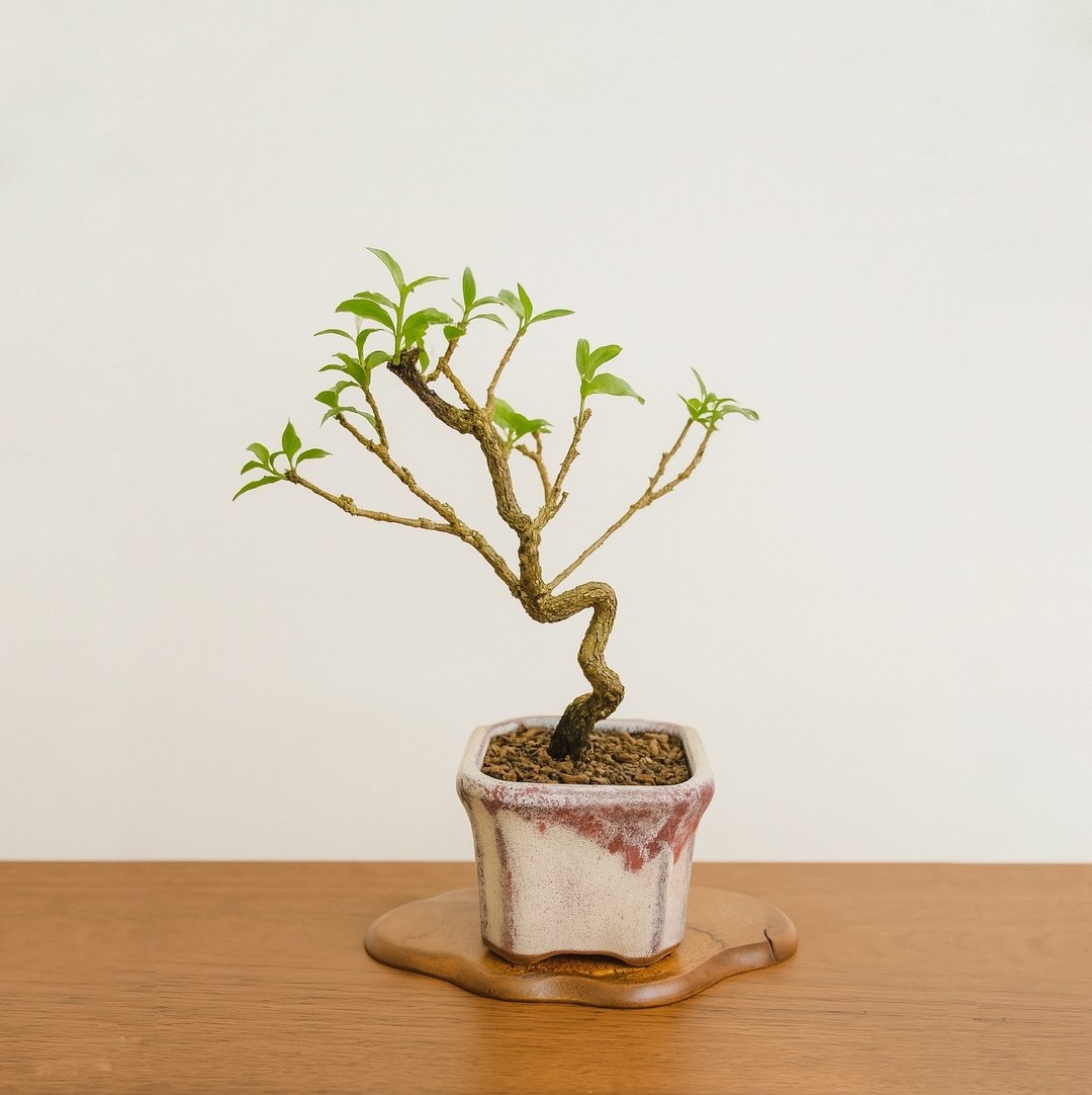 办公桌小摆件首选・小品盆栽・李氏樱桃 - 植栽/盆栽 - 植物．花 