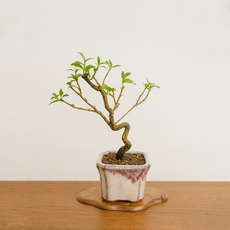 小品盆栽・李氏樱桃 - 植栽/盆栽 - 植物．花 